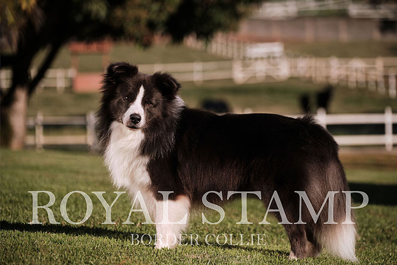 A Raça - Royal Stamp Border Collie