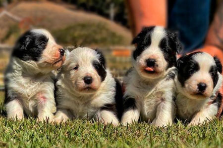 Filhotes Border Collie - Royal Stamp