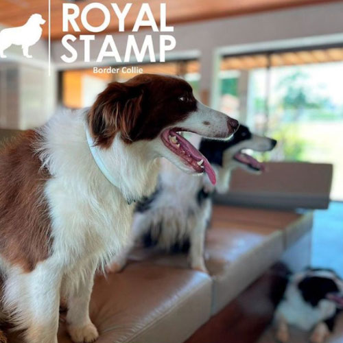O Canil Royal Stamp