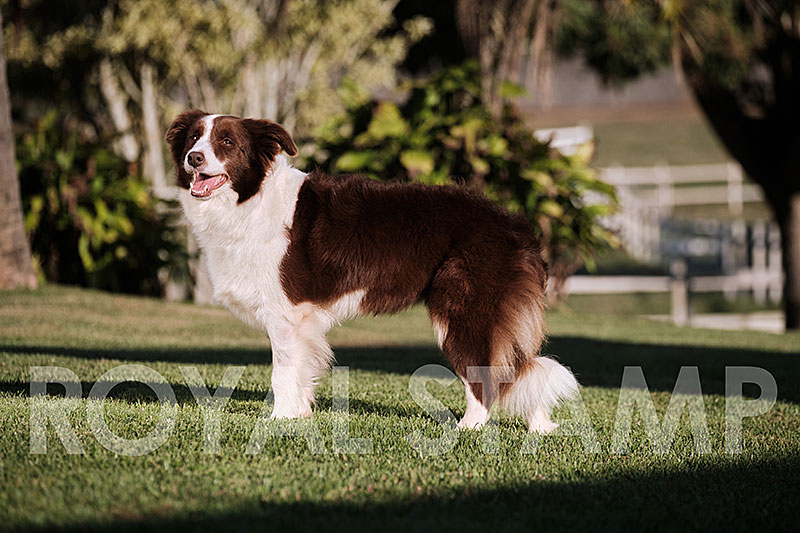 Nutella - Border Collie