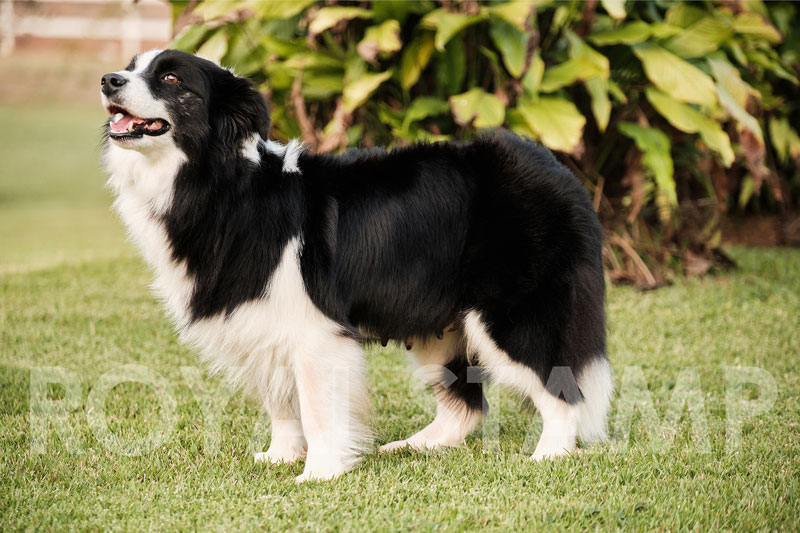 Lua - fêmea border collie