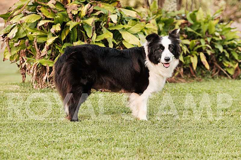 Suzi - Border Collie